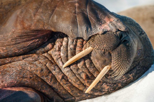 巨额转会！西甲德比豪门对决，金元足球的浪漫与残酷！